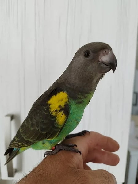 Papoušek žlutotemenný